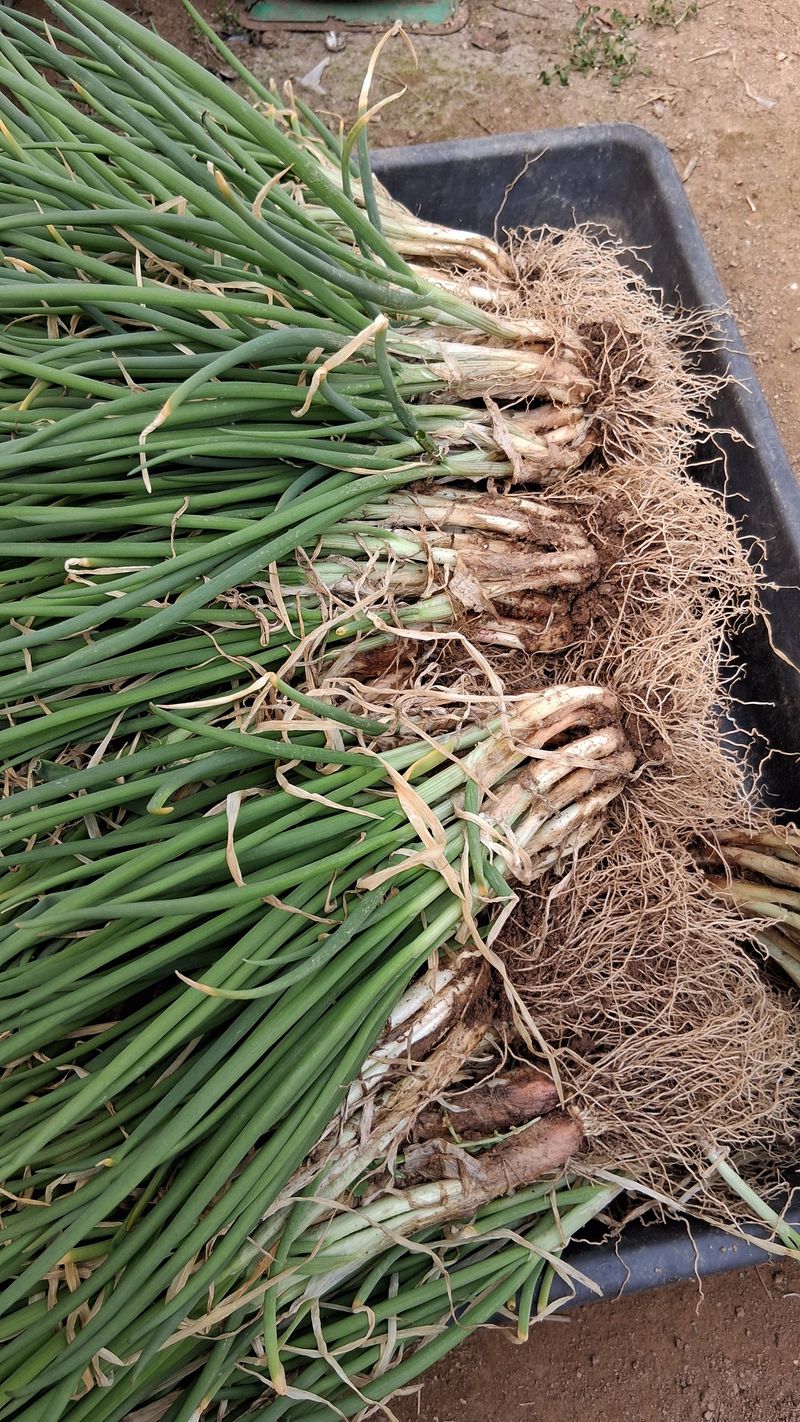 이영미님의 장터 판매 상품 [노지쪽파1키로] 첨부 사진