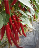 팜모닝 · 게시글 이미지