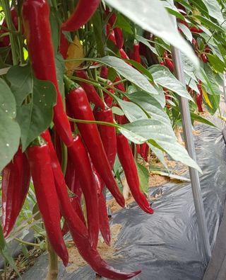 이정자님의 작성글 사진