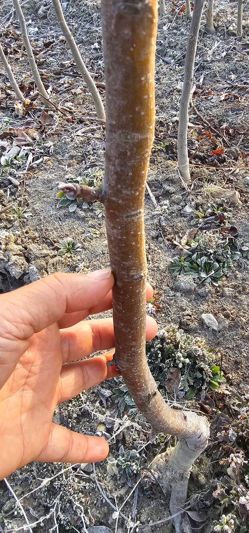 뿌리묘목농원님의 장터 판매 상품 [신고 배나무 접목2년생 결실주(특묘)] 첨부 사진