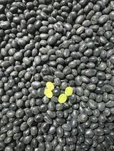 강원도농산물님의 자유주제·자유게시판 작성글 사진