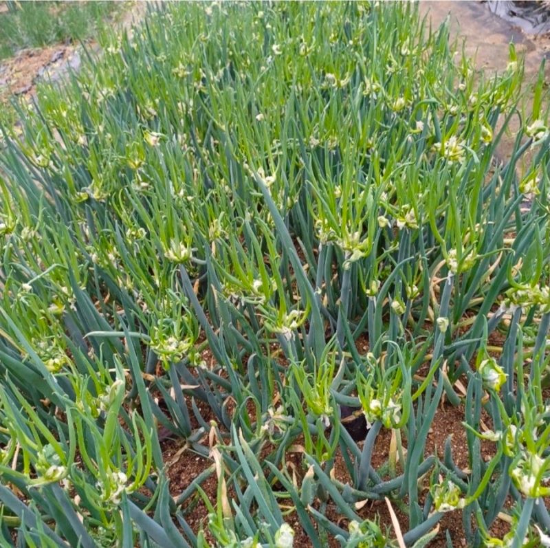삼성농산님의 장터 판매 상품 [달래파..요술대파.삼동파] 첨부 사진