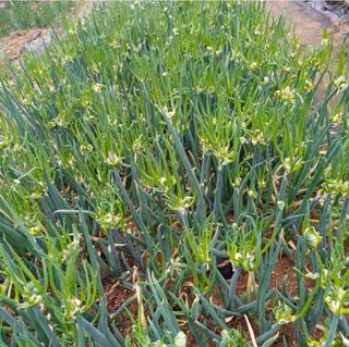 삼성농산님의 작성글 사진