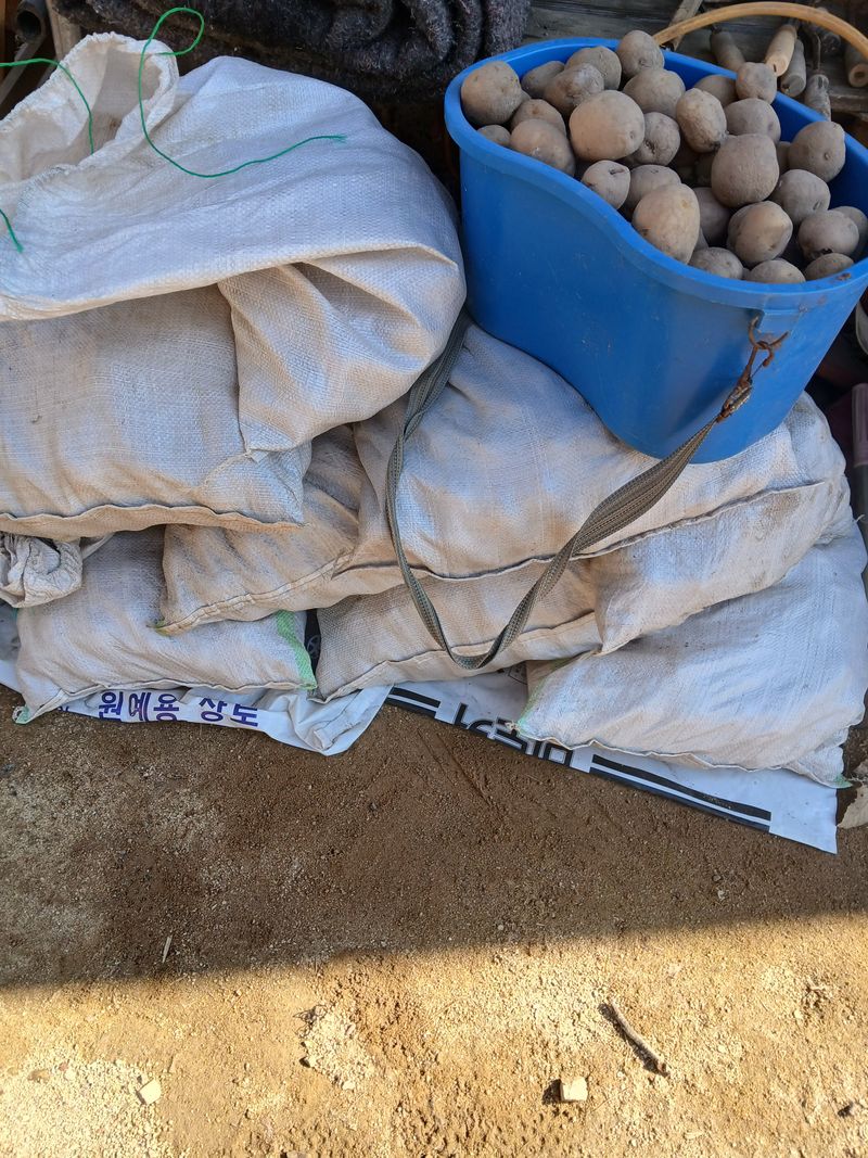 장터 상품 [감자씨앗 (수미)10키로] 썸네일