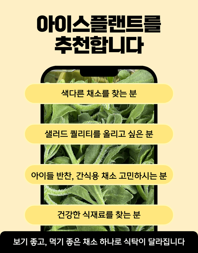 과일팩토리님의 장터 판매 상품 [무농약 아이스플랜트 얼음 맺힌 듯 신기한 채소 500G/1KG] 첨부 사진