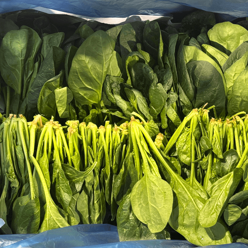 장터 상품 [해풍이 키운 보물초 남해 시금치 1kg~] 썸네일