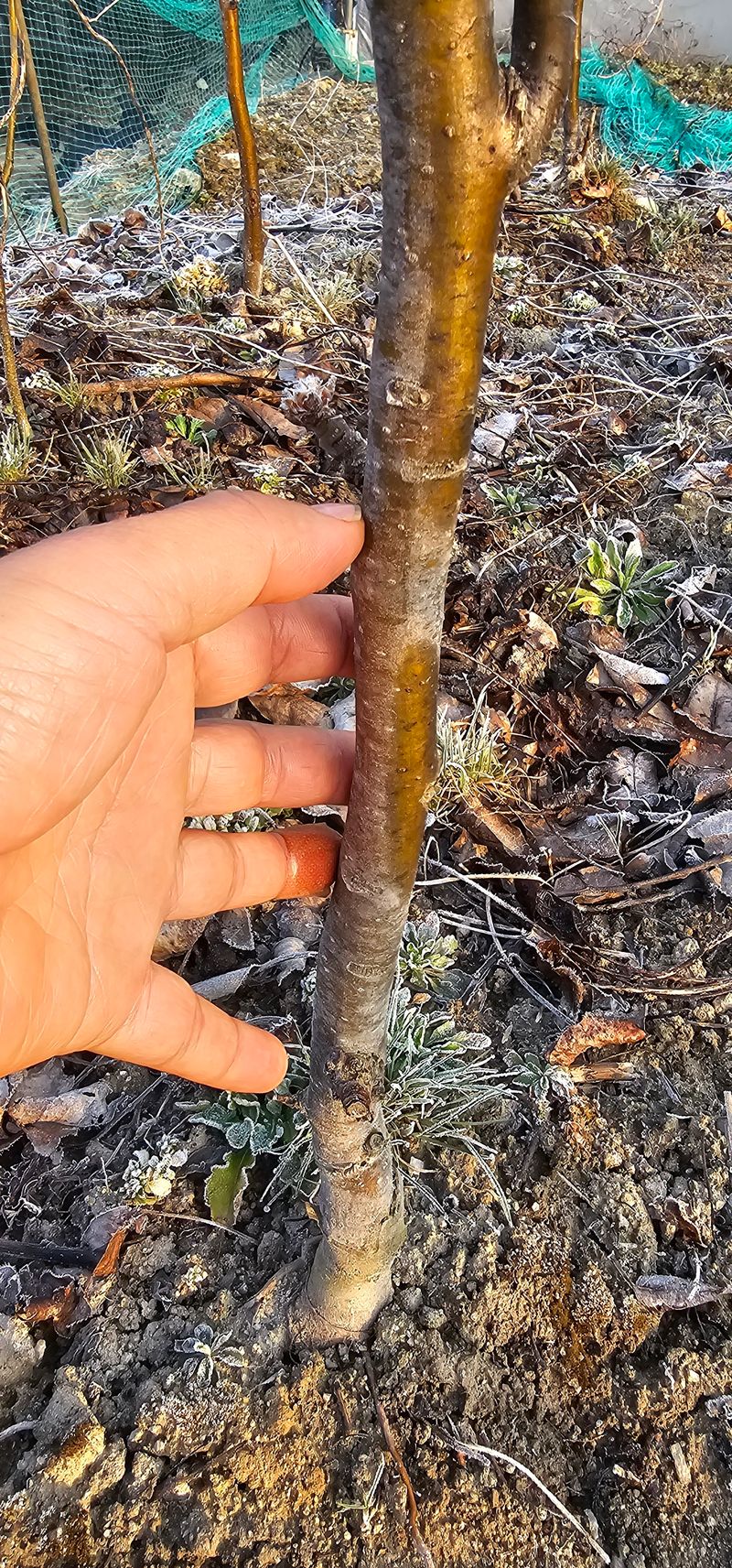 뿌리묘목농원님의 장터 판매 상품 [신고 배나무 접목2년생 결실주(특묘)] 첨부 사진