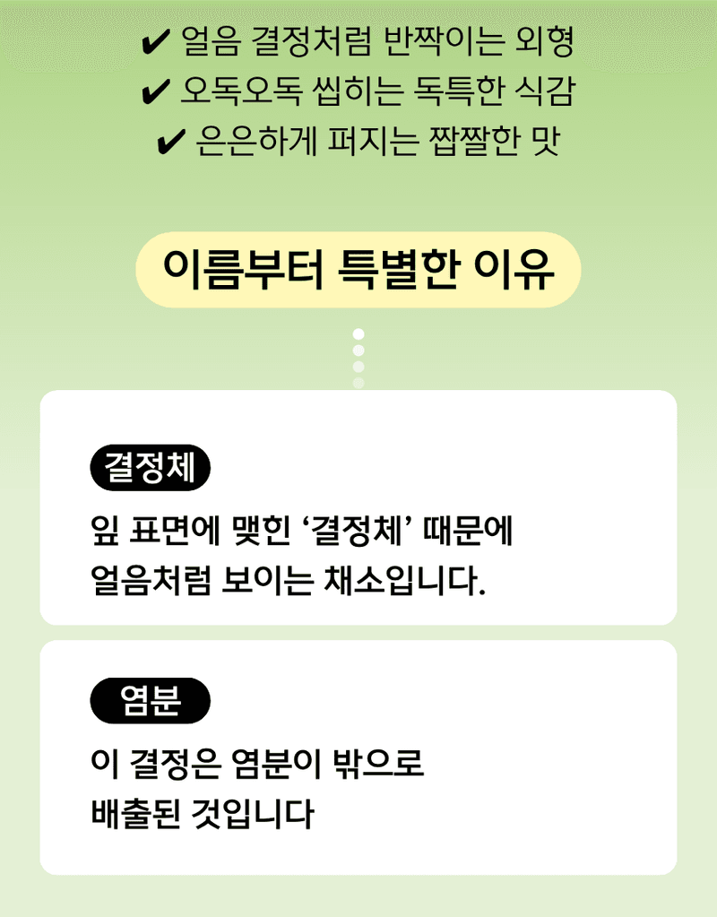 과일팩토리님의 장터 판매 상품 [무농약 아이스플랜트 얼음 맺힌 듯 신기한 채소 500G/1KG] 첨부 사진