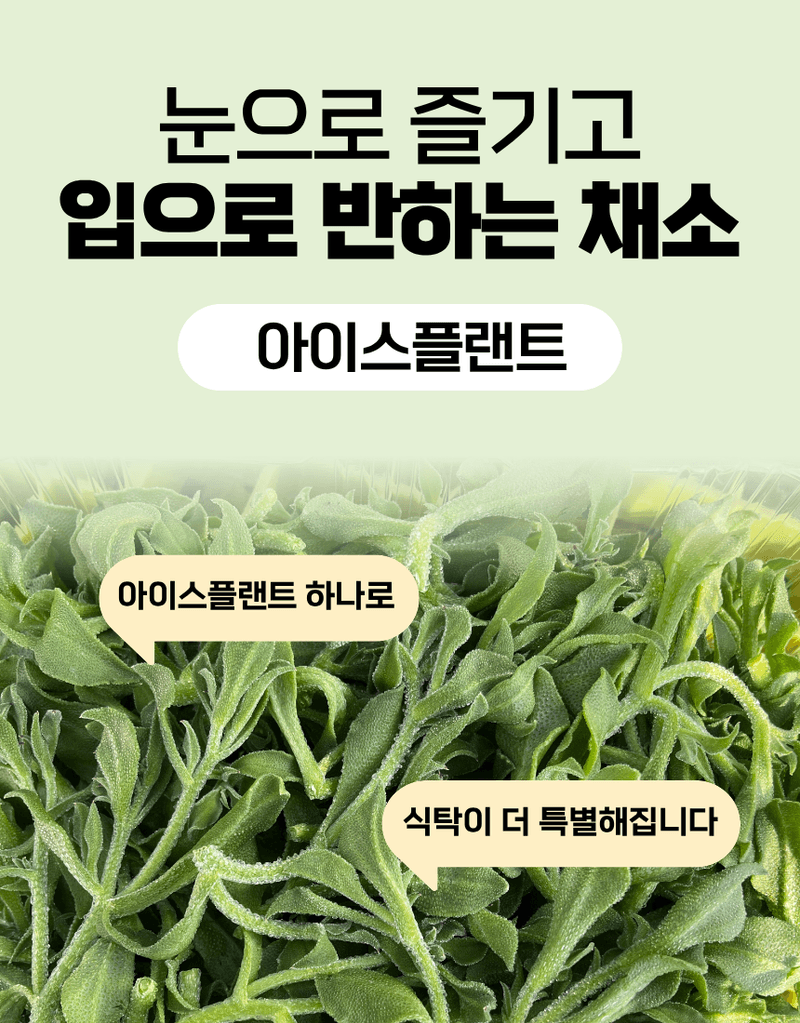 과일팩토리님의 장터 판매 상품 [무농약 아이스플랜트 얼음 맺힌 듯 신기한 채소 500G/1KG] 첨부 사진