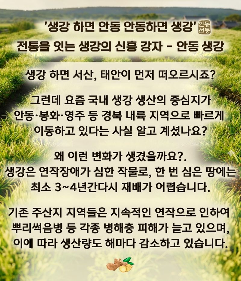 자재스토어님의 장터 판매 상품 [씨생강 생강종자 종자용생강 국산 1kg 3kg 5kg 10kg] 첨부 사진
