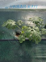 팜모닝 자유주제·자유게시판 게시글 이미지