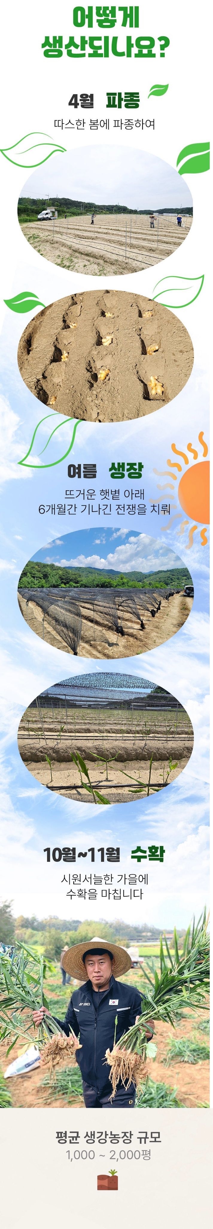 자재스토어님의 장터 판매 상품 [씨생강 생강종자 종자용생강 국산 1kg 3kg 5kg 10kg] 첨부 사진