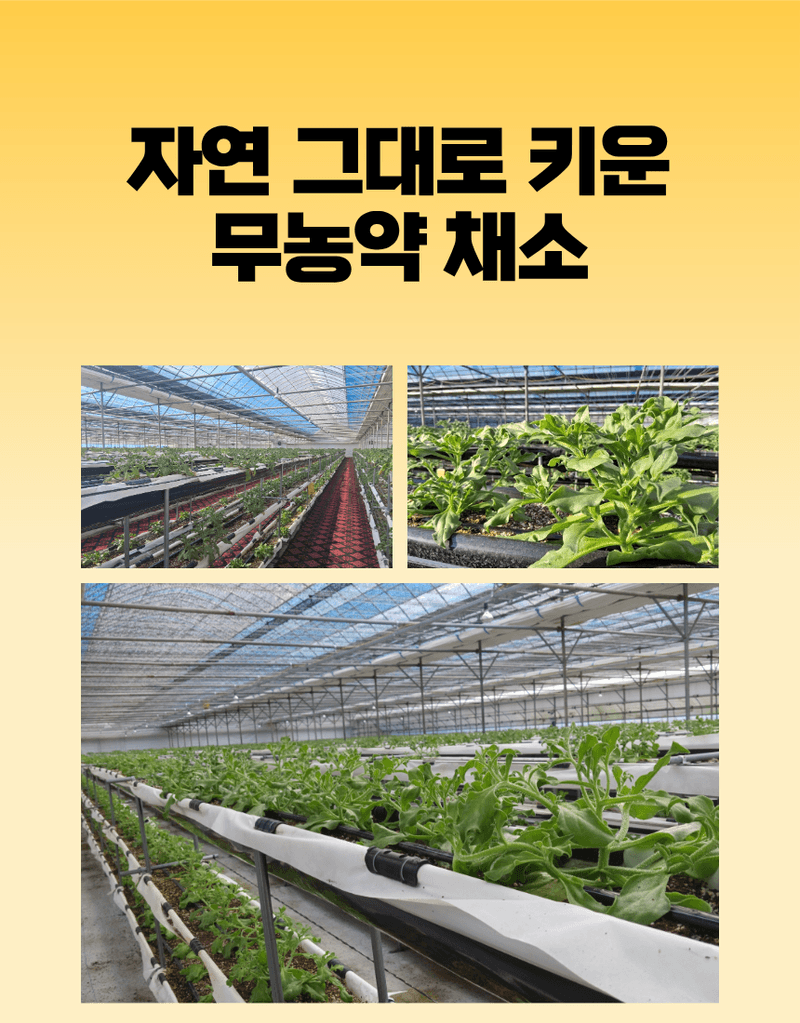과일팩토리님의 장터 판매 상품 [무농약 아이스플랜트 얼음 맺힌 듯 신기한 채소 500G/1KG] 첨부 사진