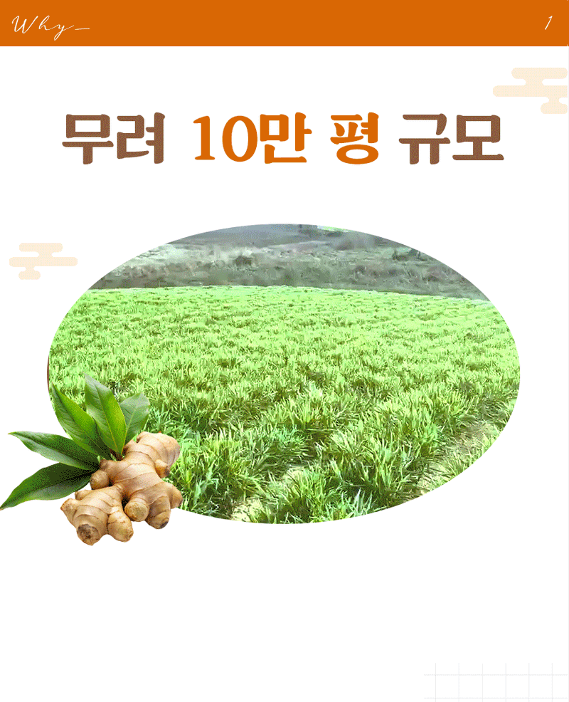 자재스토어님의 장터 판매 상품 [씨생강 생강종자 종자용생강 국산 1kg 3kg 5kg 10kg] 첨부 사진
