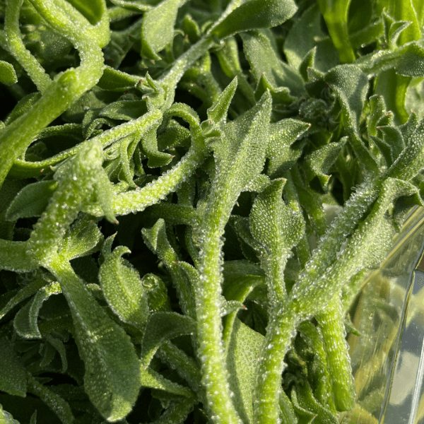 장터 상품 [무농약 아이스플랜트 얼음 맺힌 듯 신기한 채소 500G/1KG] 썸네일