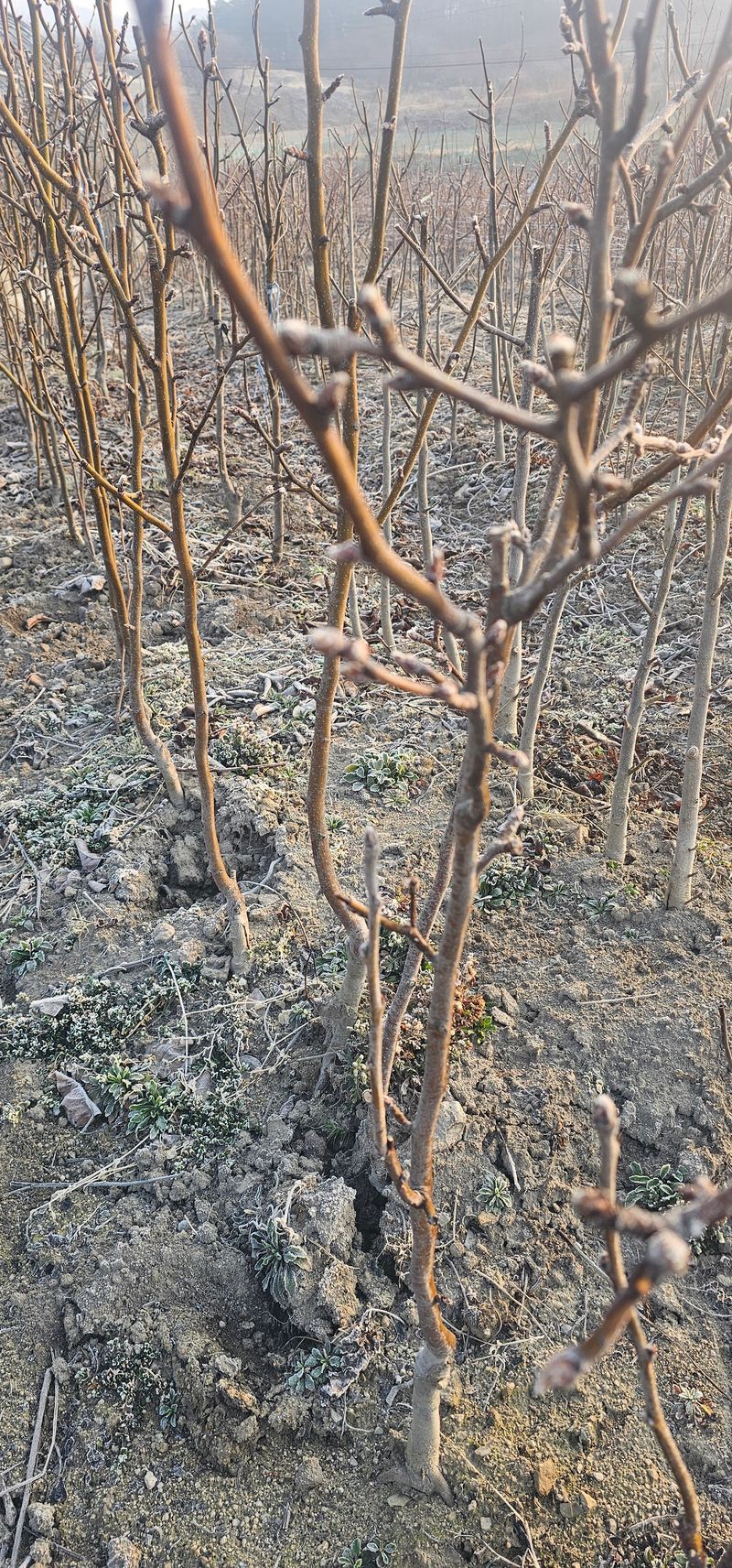 뿌리묘목농원님의 장터 판매 상품 [신고 배나무 접목2년생 결실주(특묘)] 첨부 사진