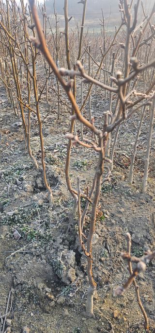 뿌리묘목농원님의 작성글 사진