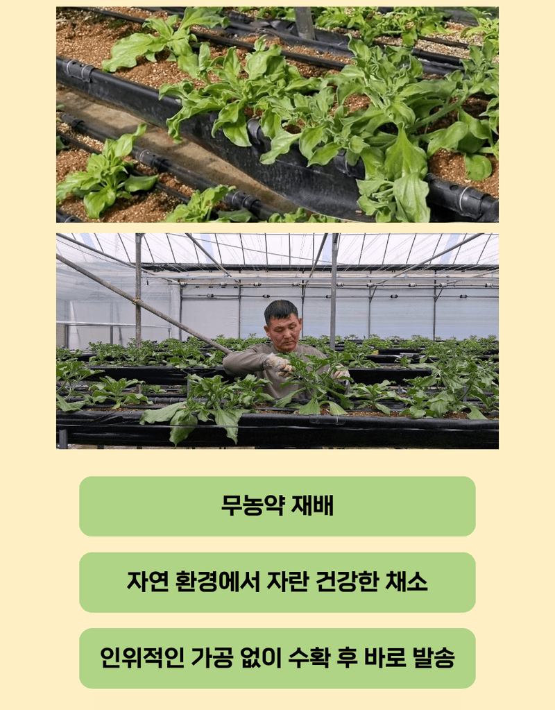 과일팩토리님의 장터 판매 상품 [무농약 아이스플랜트 얼음 맺힌 듯 신기한 채소 500G/1KG] 첨부 사진