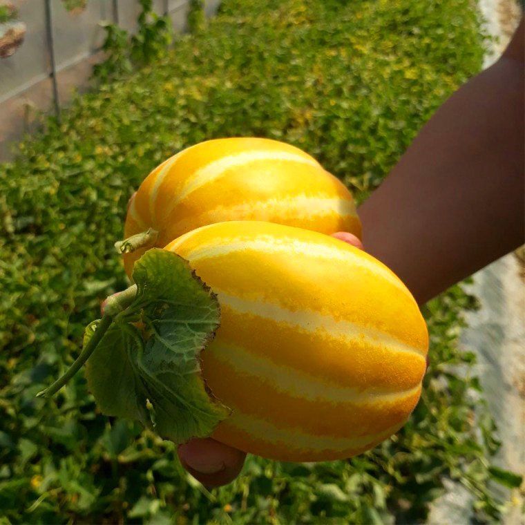 장터 상품 [고당도 성주 꿀참외 가정용 10kg] 썸네일