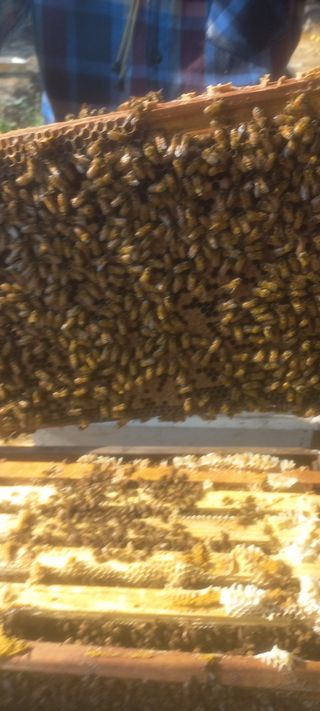 벌통님의 자유주제·자유게시판 작성글 사진