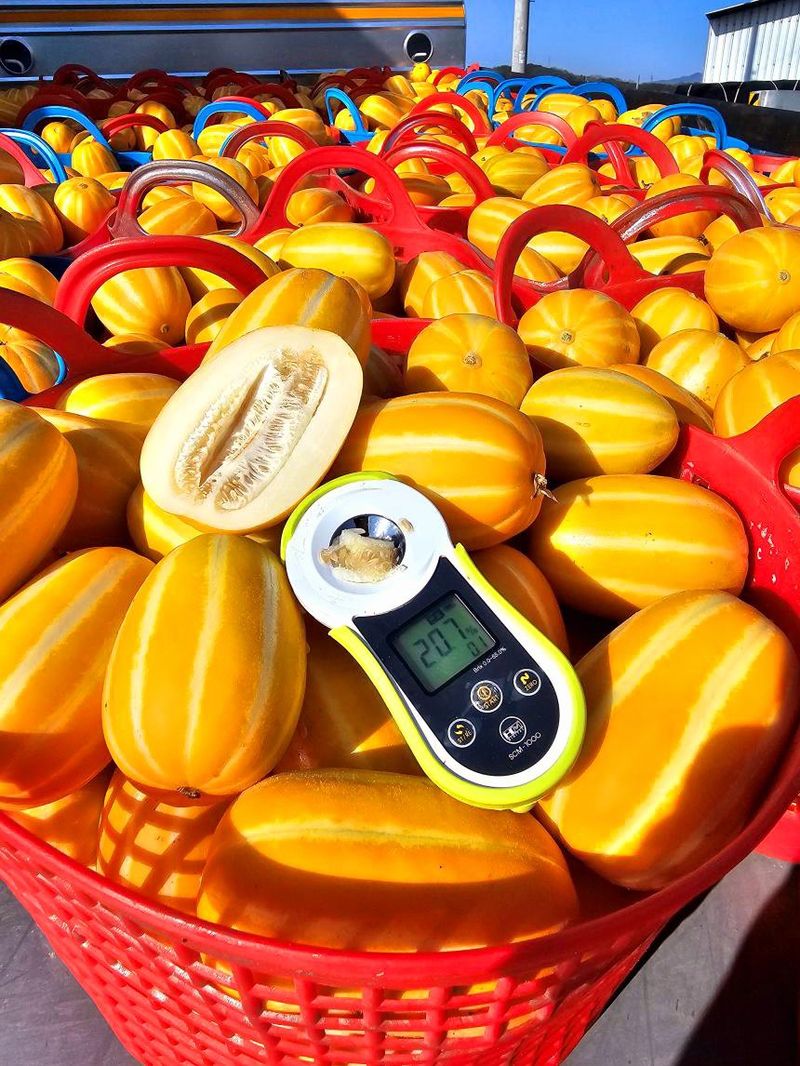 자두14488님의 장터 판매 상품 [고당도 성주 꿀참외 가정용 10kg] 첨부 사진