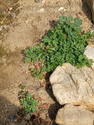 이영자 님의 자유주제 · 자유게시판 작성글 사진