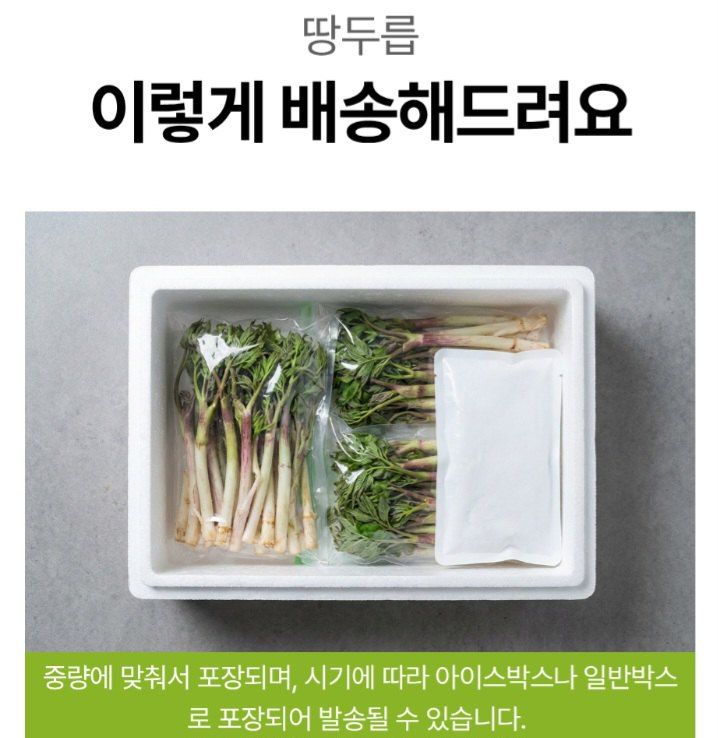 자두14488님의 장터 판매 상품 [땅드릅나물 봄나물 생두릅] 첨부 사진