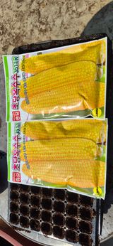 팜모닝 자유주제·자유게시판 게시글 이미지