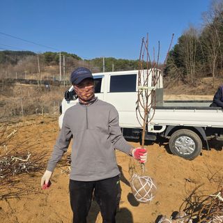 일심묘목농원님의 자유주제 · 자유게시판 작성글 사진