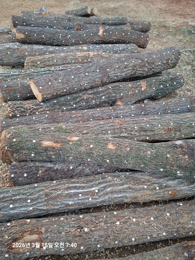 김석현님의 장터 판매 상품 [표고버섯 나무판매합니다] 첨부 사진
