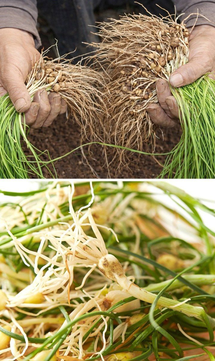 자두14488님의 장터 판매 상품 [입맛을 돋아두는 알싸한 맛 노지세척 달래] 첨부 사진