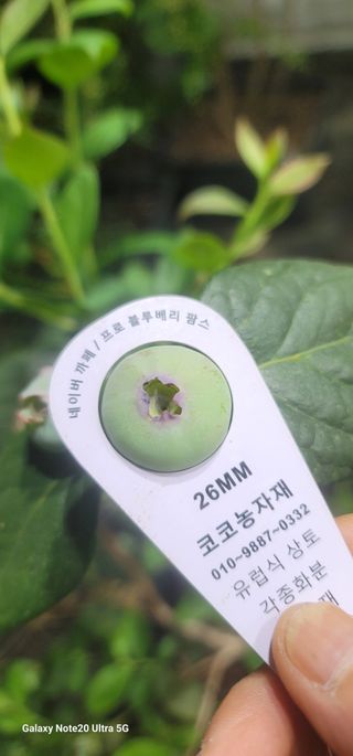 나산 블루베리농원님의 자유주제 · 자유게시판 작성글 사진