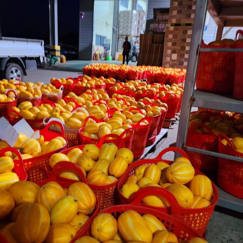 자두14488님의 장터 판매 상품 [고당도 성주 꿀참외 가정용 10kg] 첨부 사진