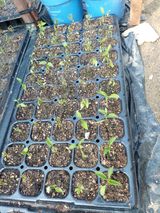 팜모닝 자유주제·자유게시판 게시글 이미지