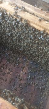 벌통님의 자유주제·자유게시판 작성글 사진