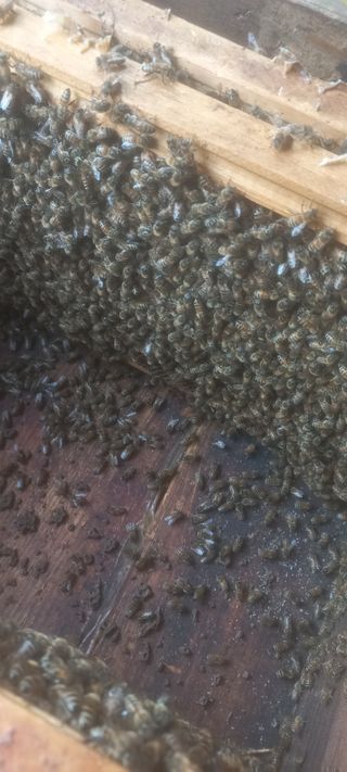 벌통님의 자유주제 · 자유게시판 작성글 사진