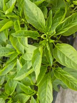 박무순님의 자유주제·자유게시판 작성글 사진