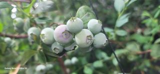 나산 블루베리농원님의 자유주제 · 자유게시판 작성글 사진