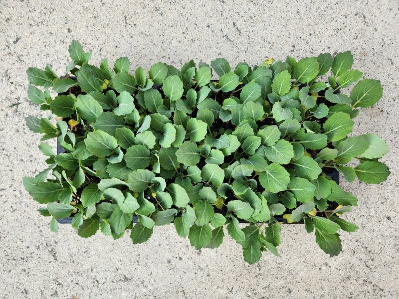 장터 상품 [오가네양배추모종 ] 썸네일