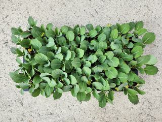 안산제일농약사님의 작성글 사진