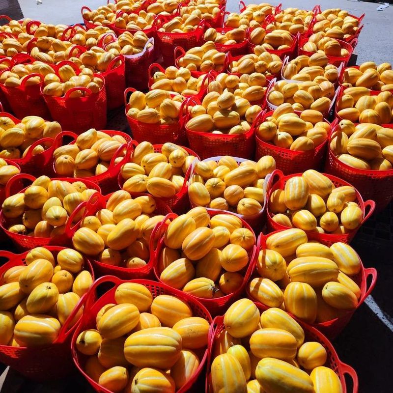 자두14488님의 장터 판매 상품 [고당도 성주 꿀참외 가정용 10kg] 첨부 사진