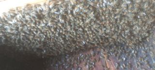 벌통님의 자유주제 · 자유게시판 작성글 사진