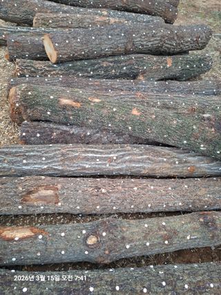 김석현님의 자유주제 · 사진전 작성글 사진