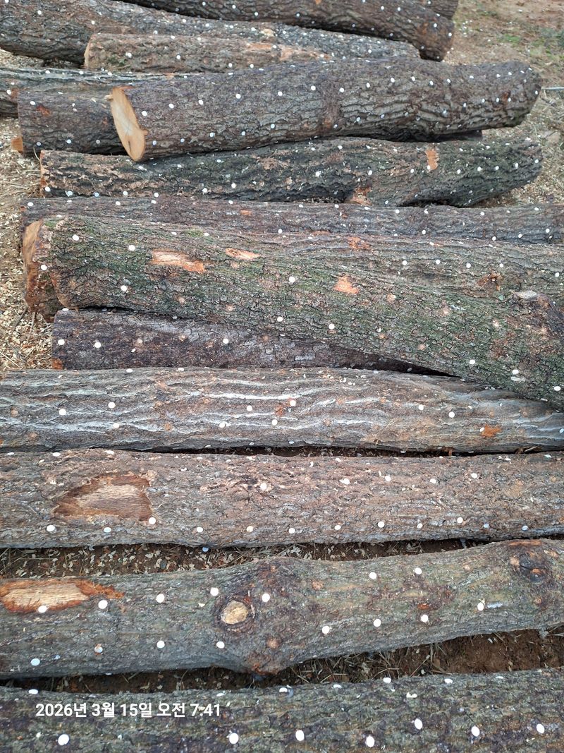 장터 상품 [표고버섯 나무판매합니다] 썸네일