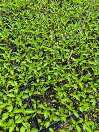 김영진(전남영광)님의 자유주제 · 자유게시판 작성글 사진