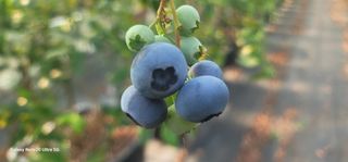 나산 블루베리농원님의 자유주제 · 자유게시판 작성글 사진