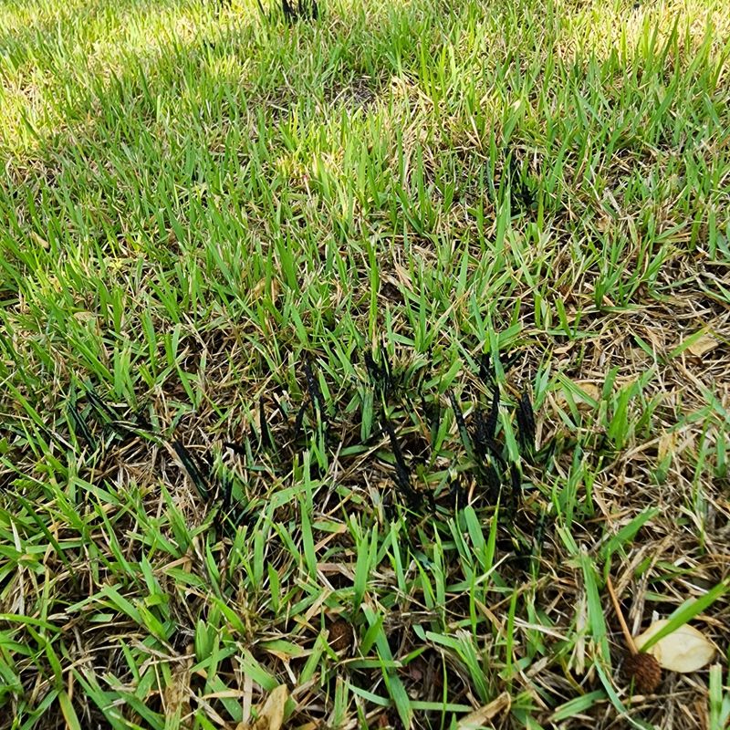 안산제일농약사님의 장터 판매 상품 [오가네양배추모종 ] 첨부 사진