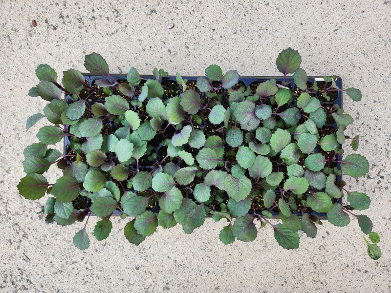 안산제일농약사님의 장터 판매 상품 [오가네양배추모종 ] 첨부 사진