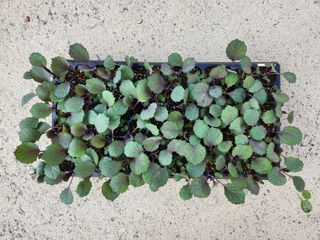 안산제일농약사님의 작성글 사진