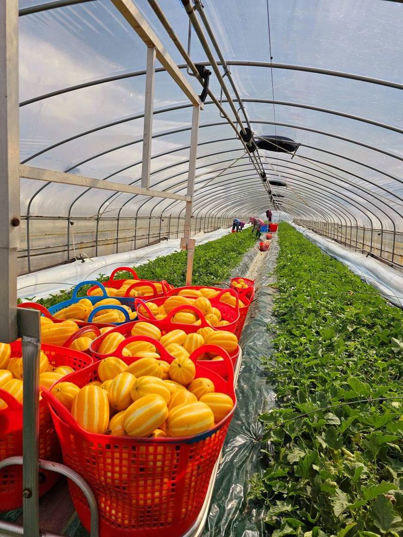 자두14488님의 장터 판매 상품 [고당도 성주 꿀참외 가정용 10kg] 첨부 사진